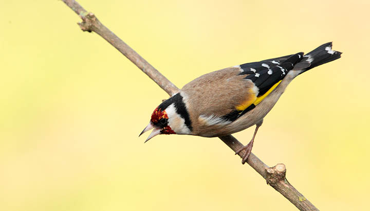Oiseaux, faune et flore du bord de mer à Chef de Baie
